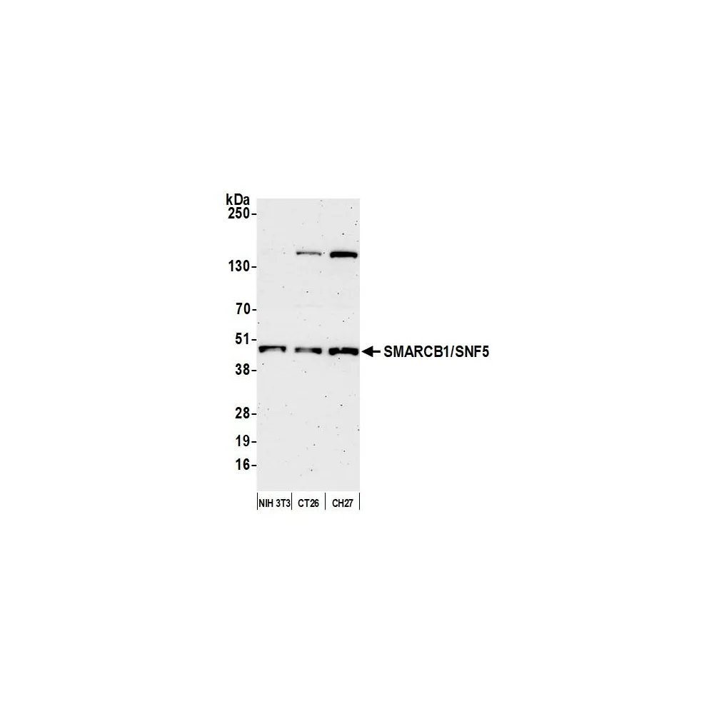 Rabbit anti-SMARCB1/SNF5 Antibody, Affinity Purified