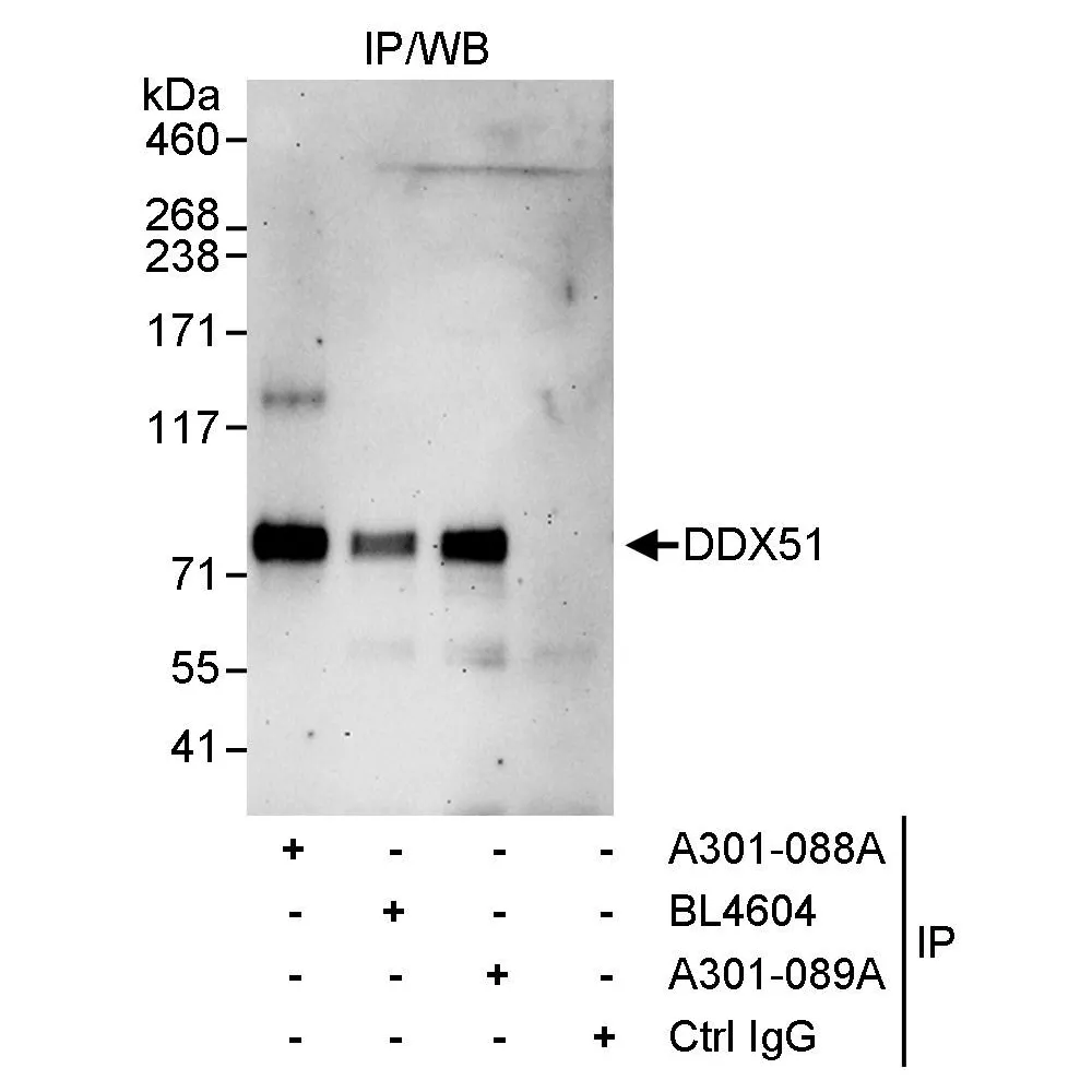 Rabbit anti-DDX51 Antibody, Affinity Purified