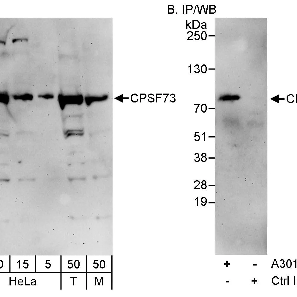 Rabbit anti-CPSF73 Antibody, Affinity Purified
