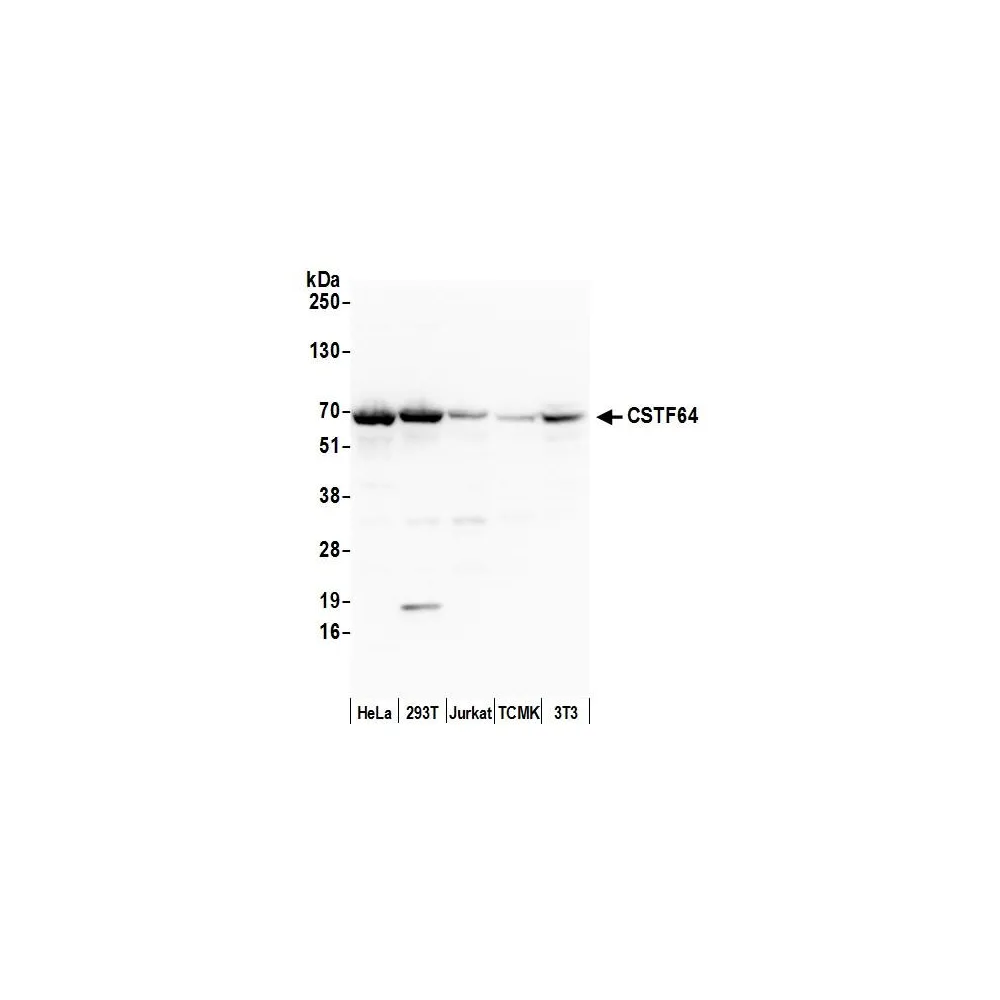 Rabbit anti-CSTF64 Antibody, Affinity Purified