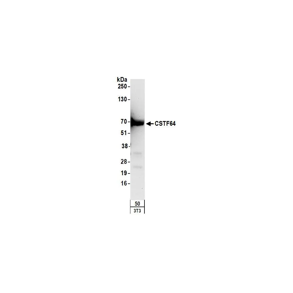 Rabbit anti-CSTF64 Antibody, Affinity Purified