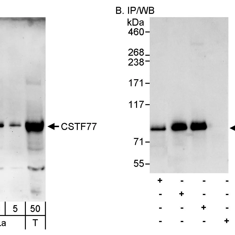 Rabbit anti-CSTF77 Antibody, Affinity Purified