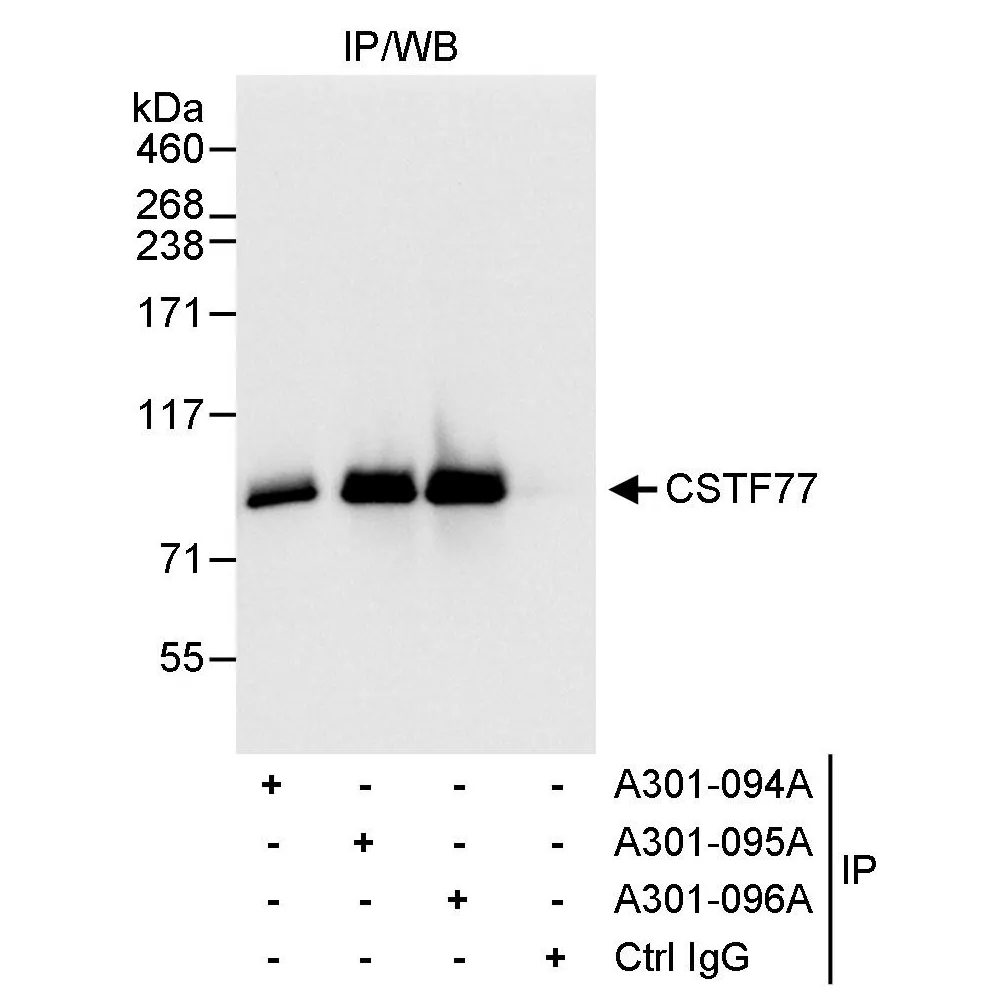 Rabbit anti-CSTF77 Antibody, Affinity Purified