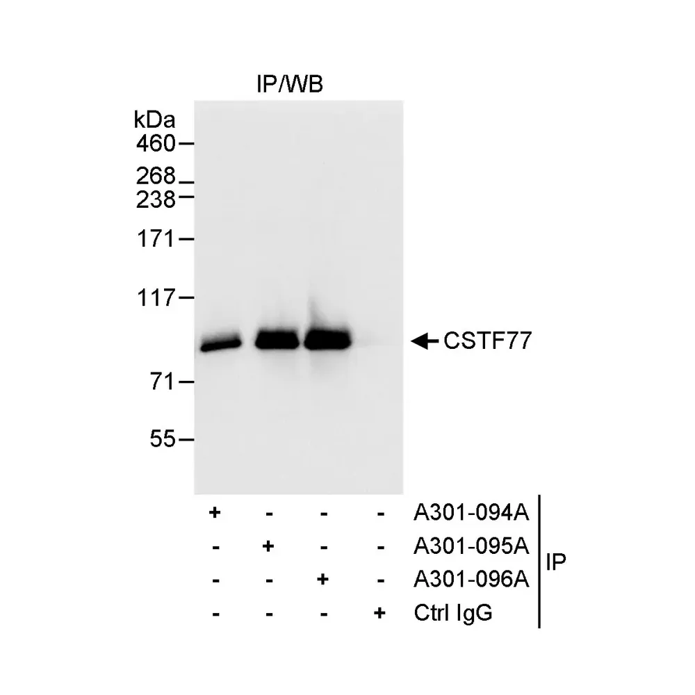 Rabbit anti-CSTF77 Antibody, Affinity Purified