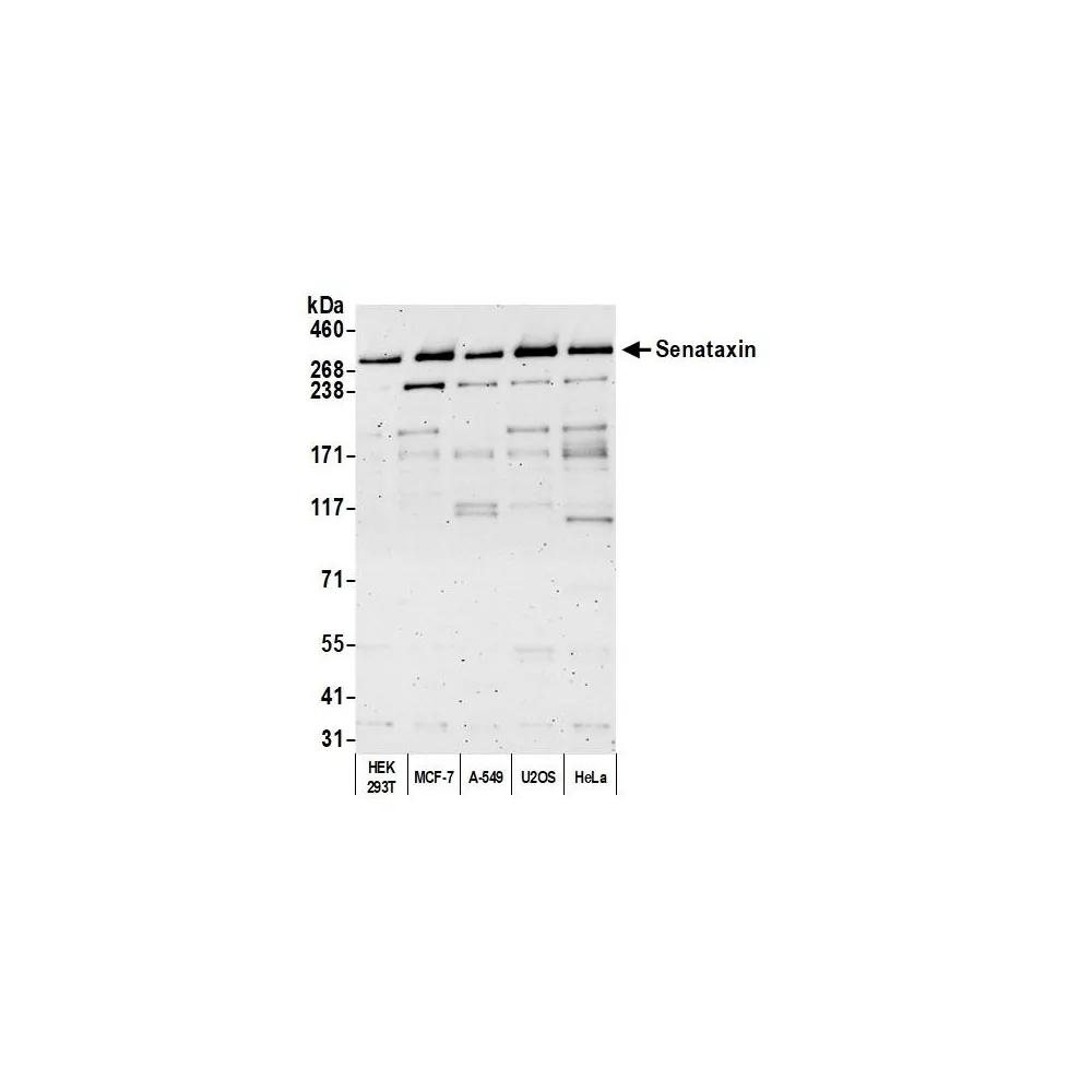 Rabbit anti-Senataxin Antibody, Affinity Purified