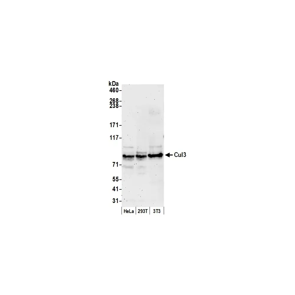 Rabbit anti-Cul3 Antibody, Affinity Purified