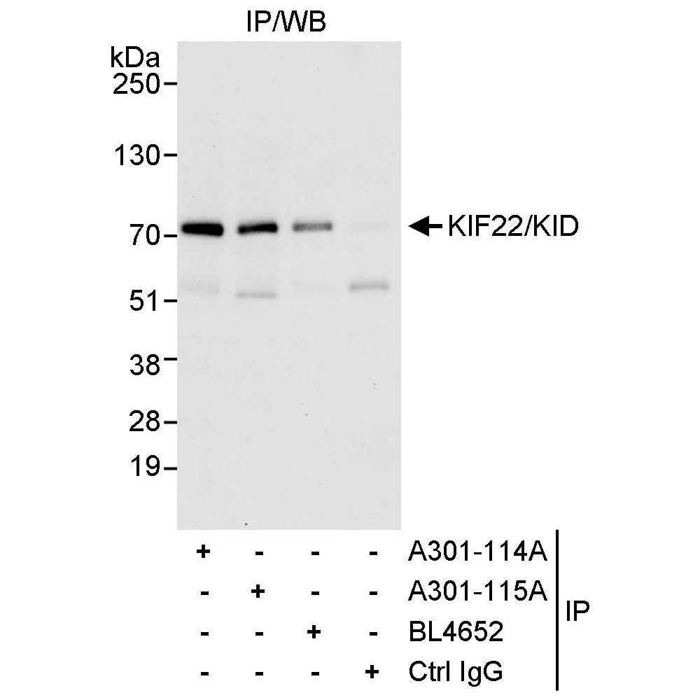 Rabbit anti-KIF22/KID Antibody, Affinity Purified