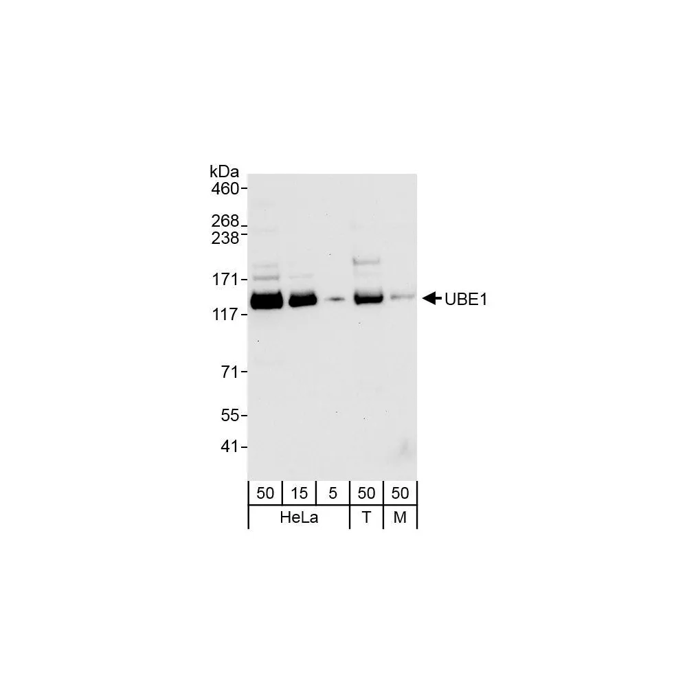 Rabbit anti-UBE1 Antibody, Affinity Purified