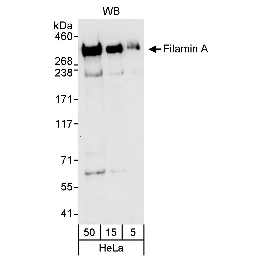 Rabbit anti-Filamin A Antibody, Affinity Purified