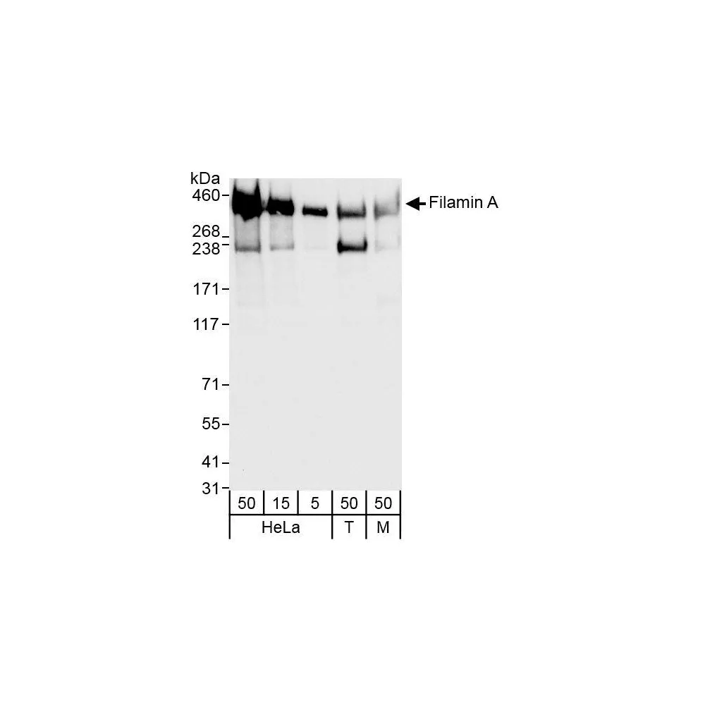 Rabbit anti-Filamin A Antibody, Affinity Purified