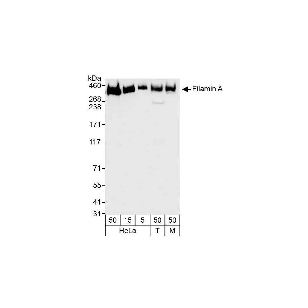 Rabbit anti-Filamin A Antibody, Affinity Purified