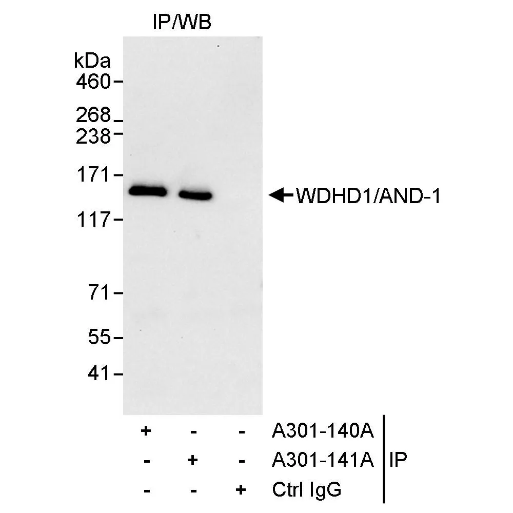 Rabbit anti-WDHD1/AND-1 Antibody, Affinity Purified