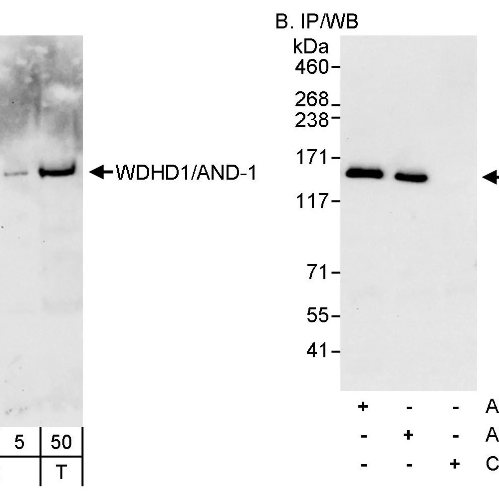 Rabbit anti-WDHD1/AND-1 Antibody, Affinity Purified