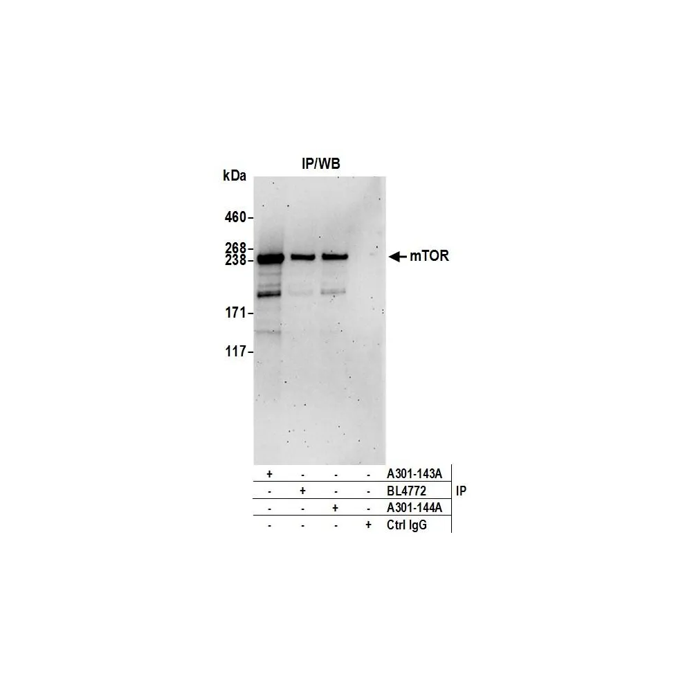 Rabbit anti-mTOR Antibody, Affinity Purified