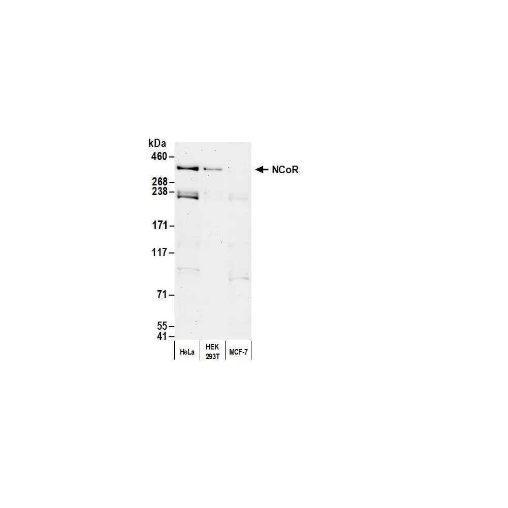 Rabbit anti-NCoR Antibody, Affinity Purified