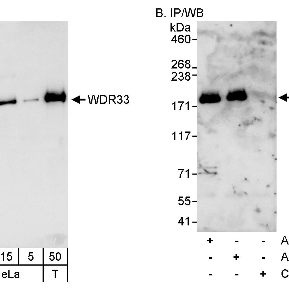 Rabbit anti-WDR33 Antibody, Affinity Purified