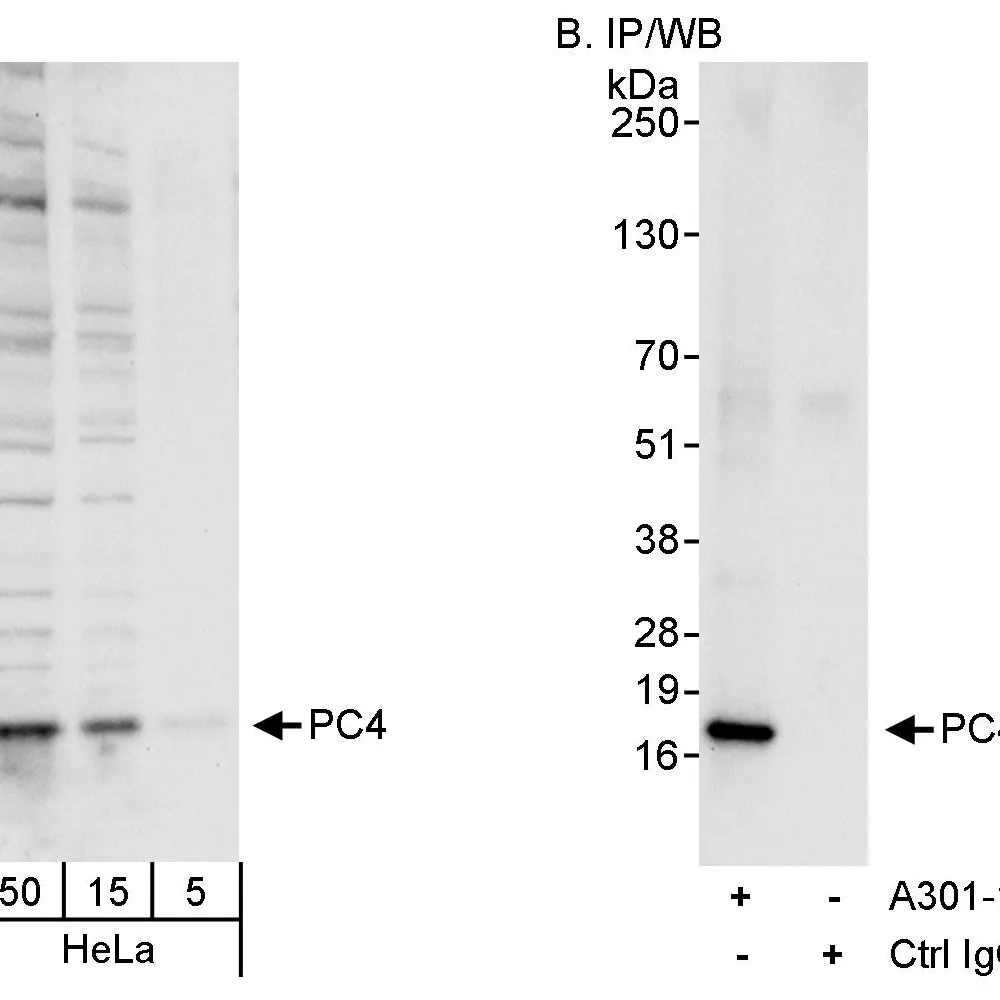 Rabbit anti-PC4 Antibody, Affinity Purified