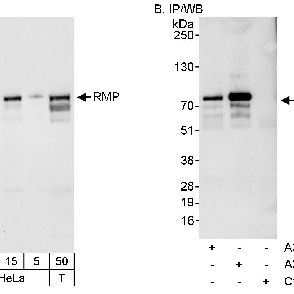Rabbit anti-RMP Antibody, Affinity Purified