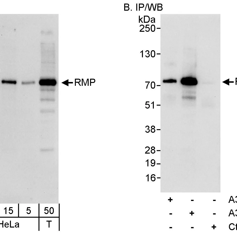 Rabbit anti-RMP Antibody, Affinity Purified
