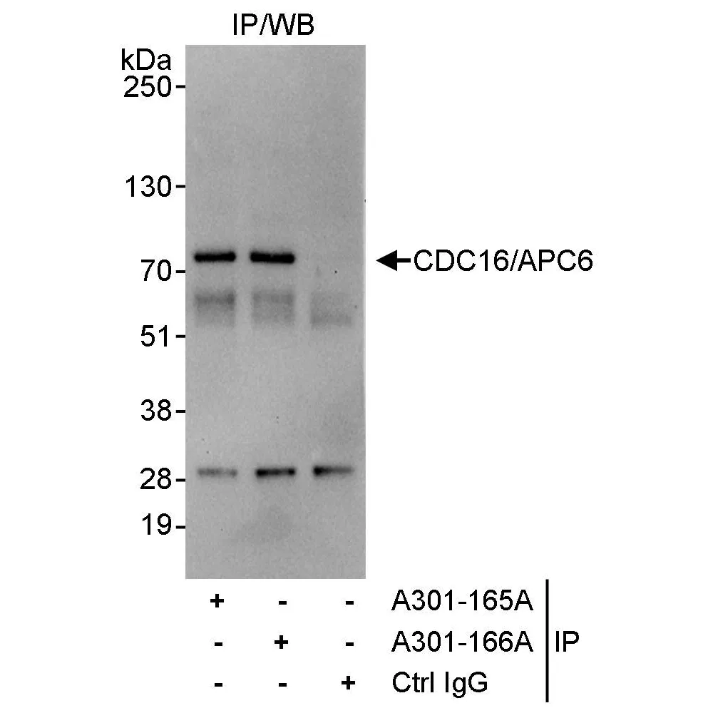 Rabbit anti-CDC16/APC6 Antibody, Affinity Purified