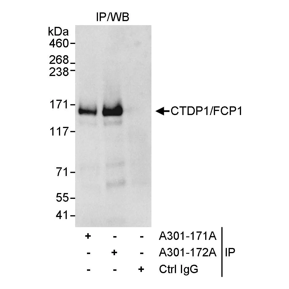Rabbit anti-CTDP1/FCP1 Antibody, Affinity Purified