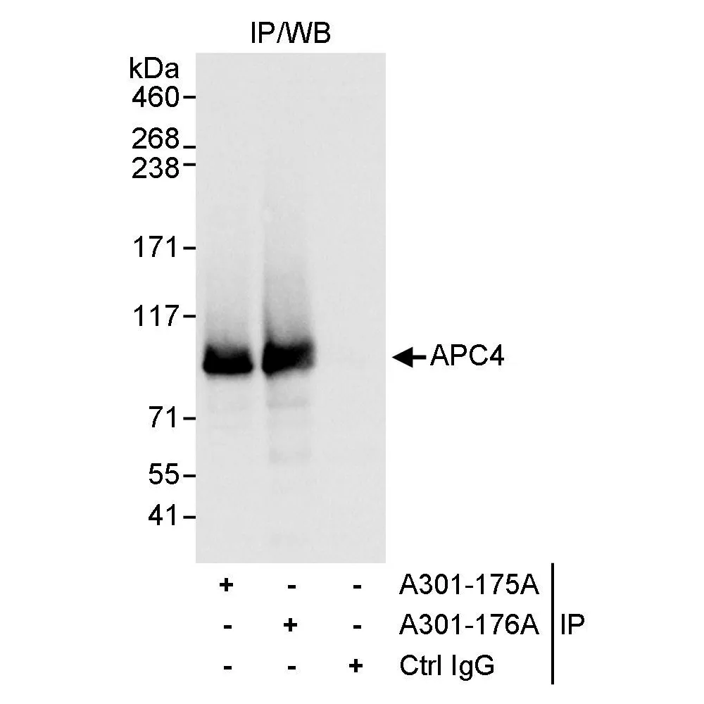 Rabbit anti-APC4 Antibody, Affinity Purified