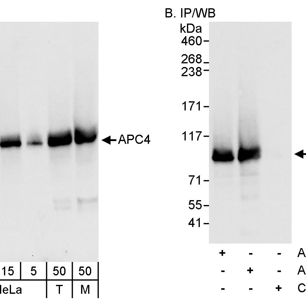 Rabbit anti-APC4 Antibody, Affinity Purified