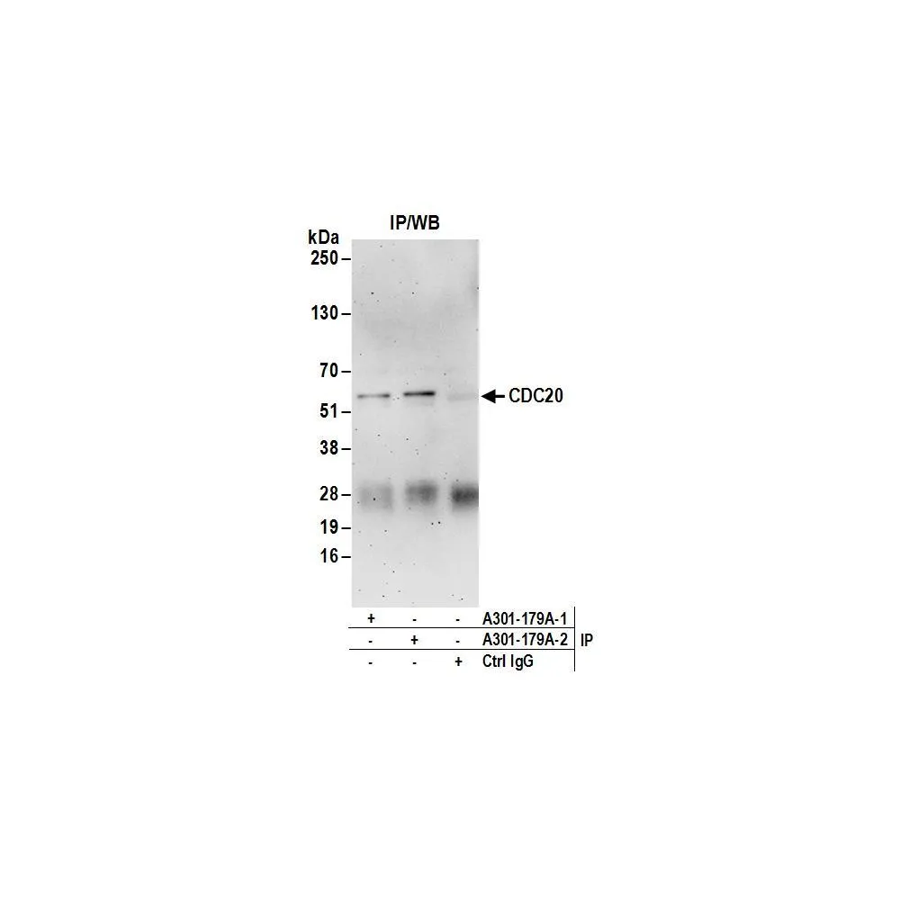 Rabbit anti-CDC20 Antibody, Affinity Purified