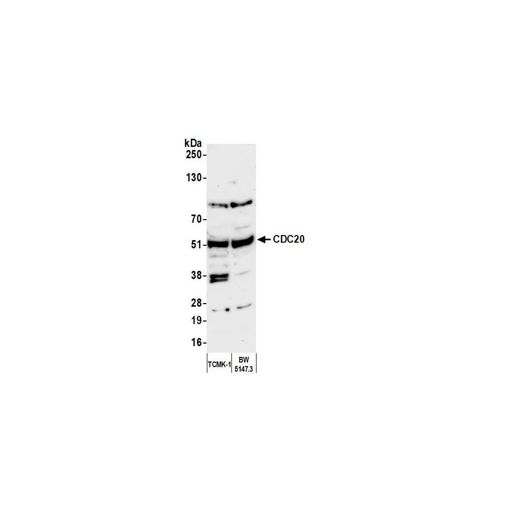 Rabbit anti-CDC20 Antibody, Affinity Purified