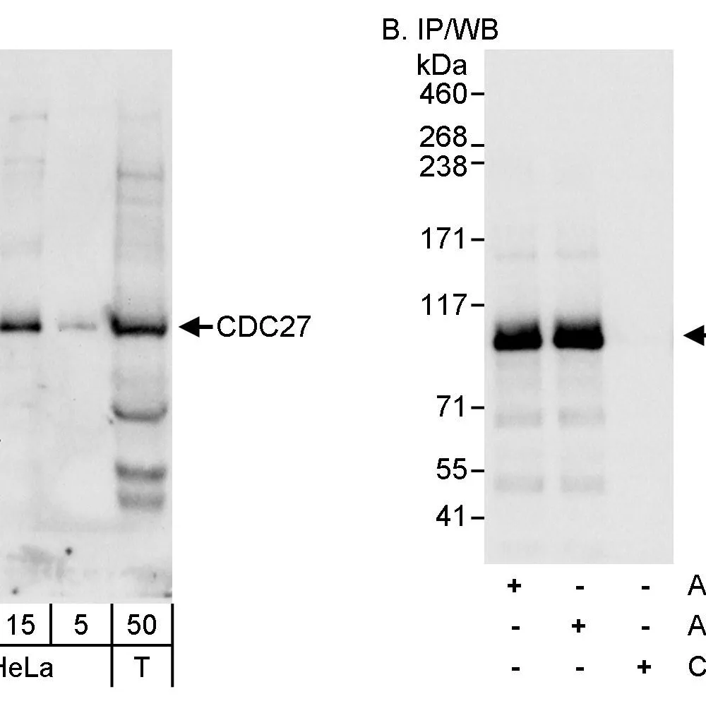 Rabbit anti-CDC27 Antibody, Affinity Purified