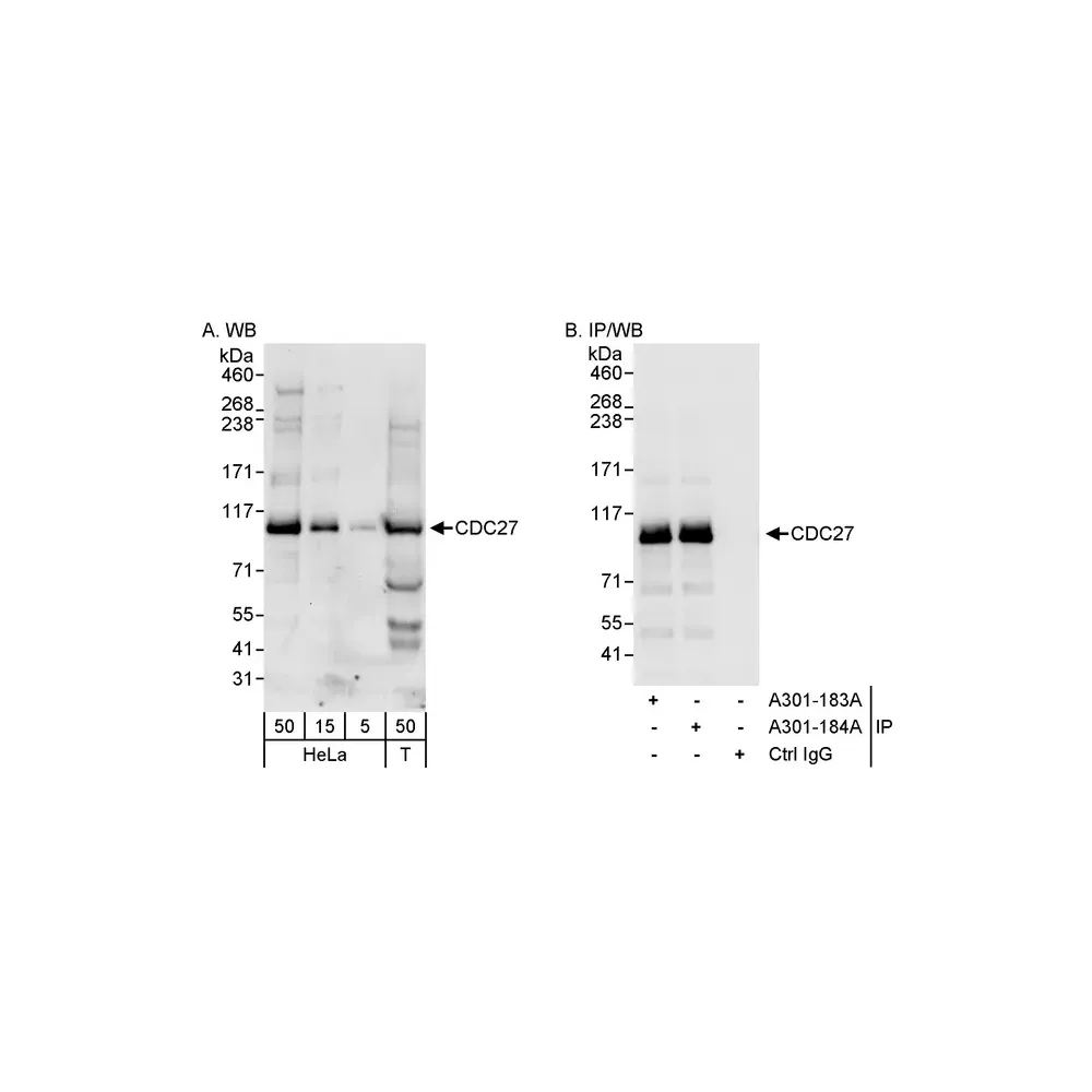 Rabbit anti-CDC27 Antibody, Affinity Purified