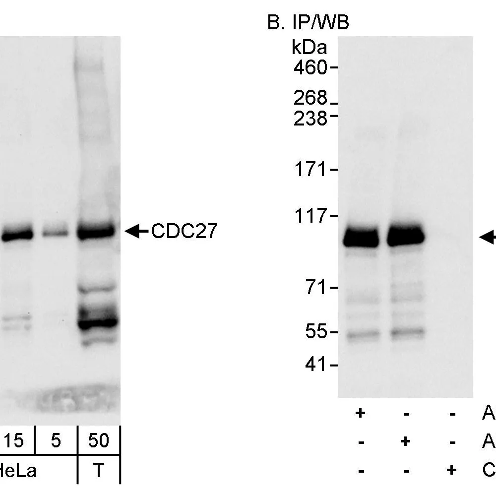 Rabbit anti-CDC27 Antibody, Affinity Purified