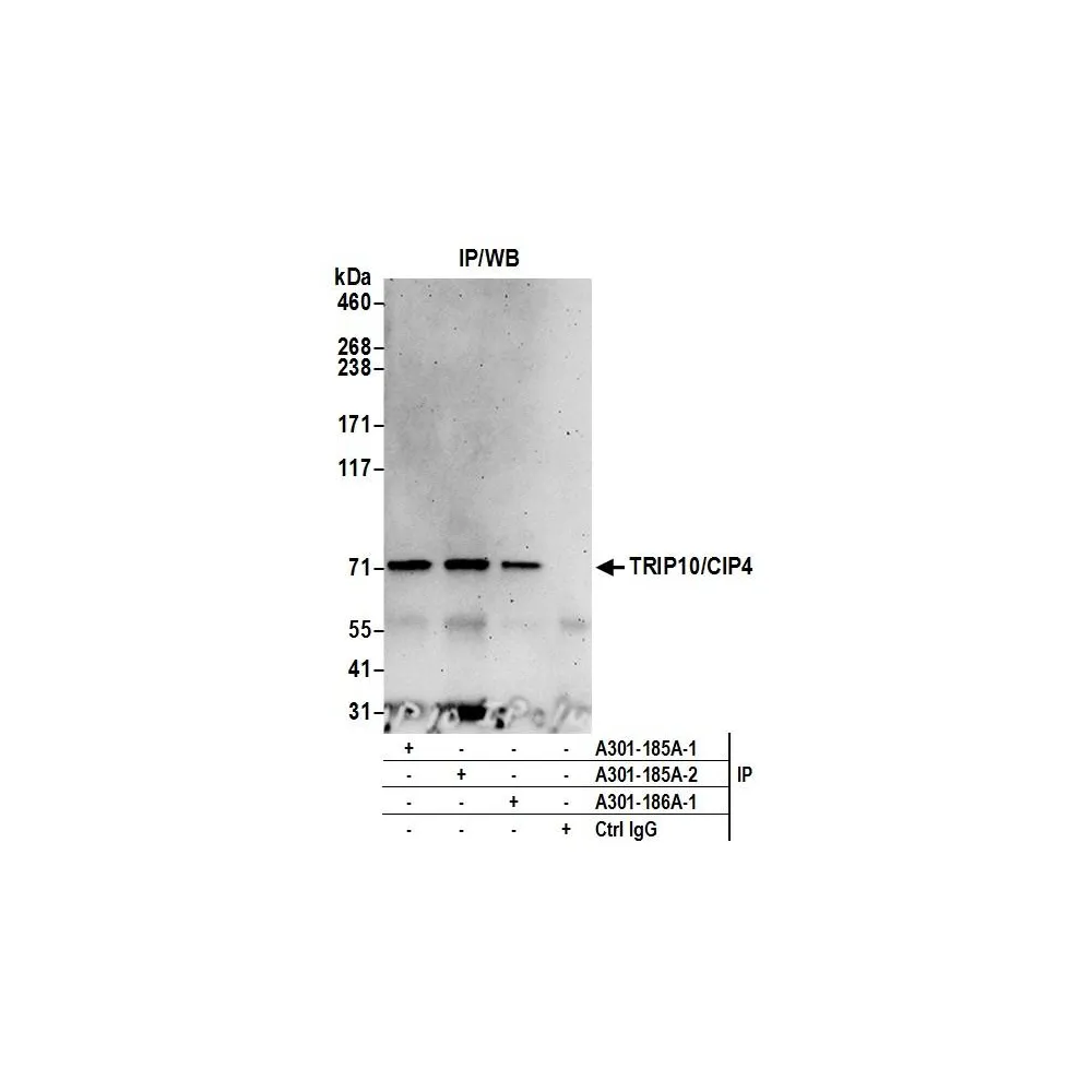 Rabbit anti-TRIP10/CIP4 Antibody, Affinity Purified