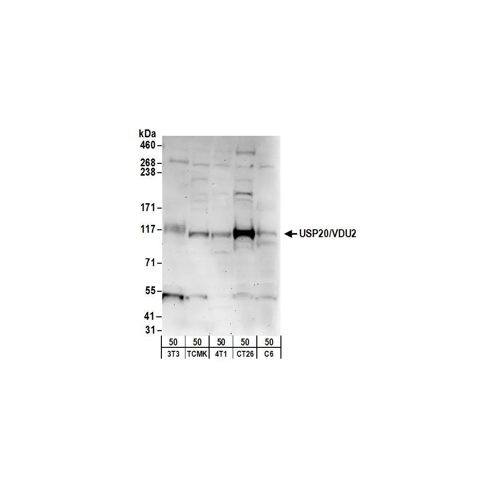 Rabbit anti-USP20/VDU2 Antibody, Affinity Purified