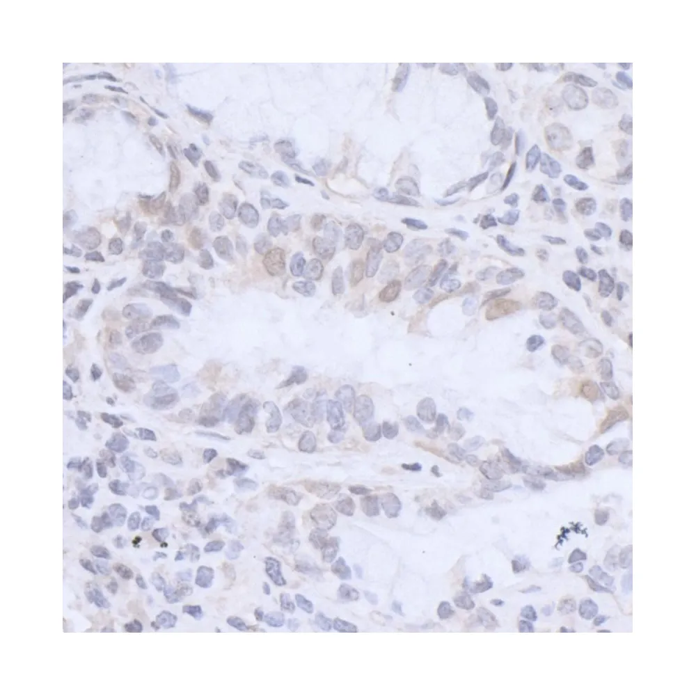 Rabbit anti-HMGN3 Antibody, Affinity Purified