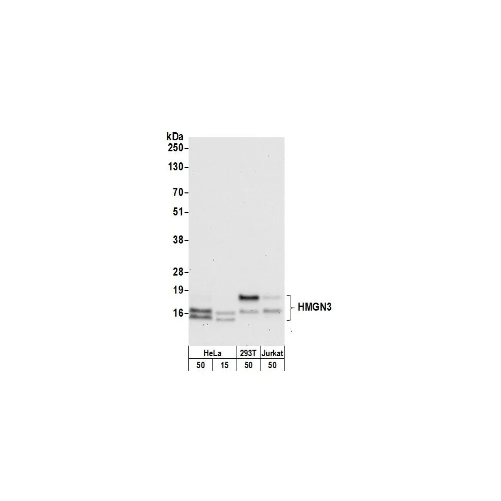 Rabbit anti-HMGN3 Antibody, Affinity Purified