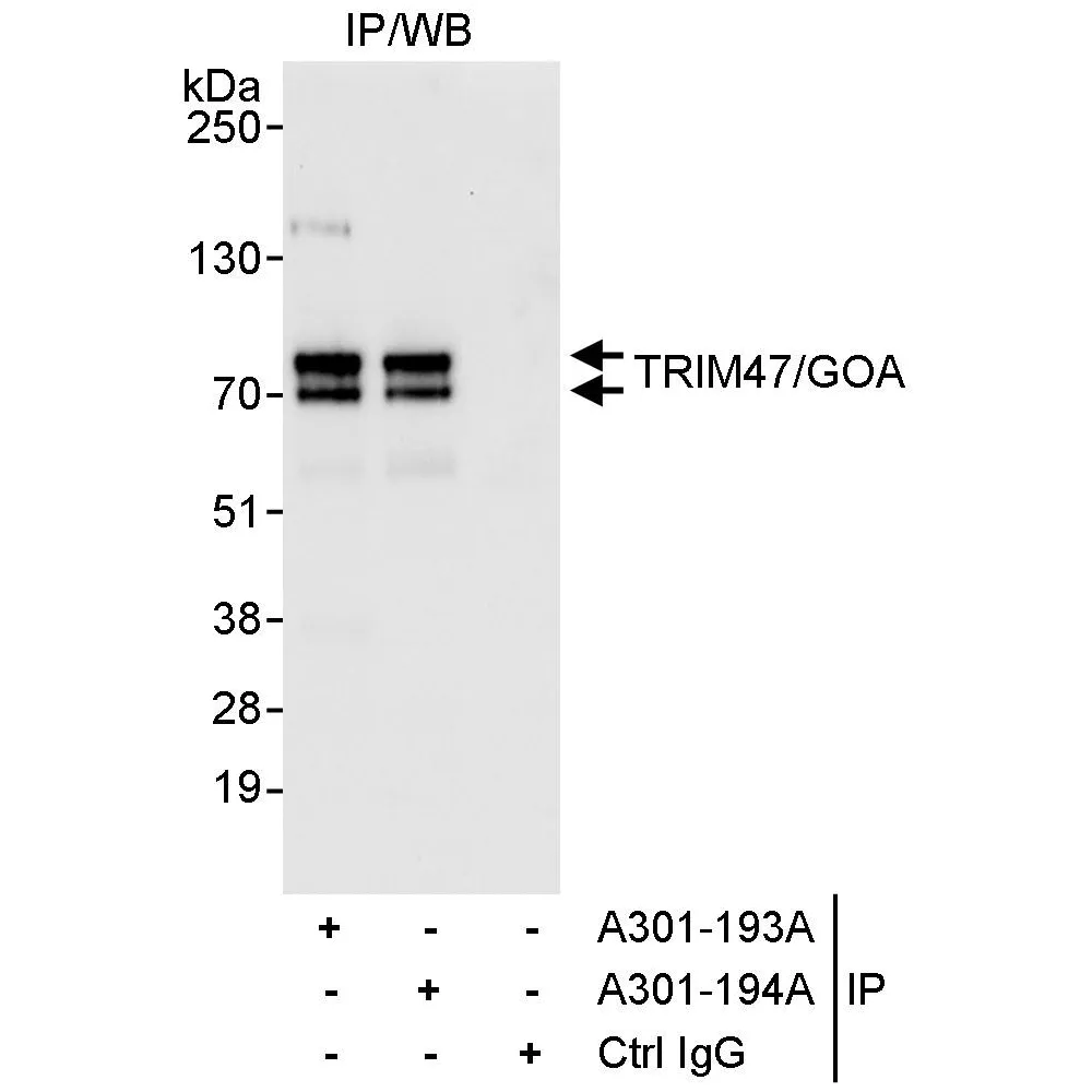 Rabbit anti-TRIM47/GOA Antibody, Affinity Purified