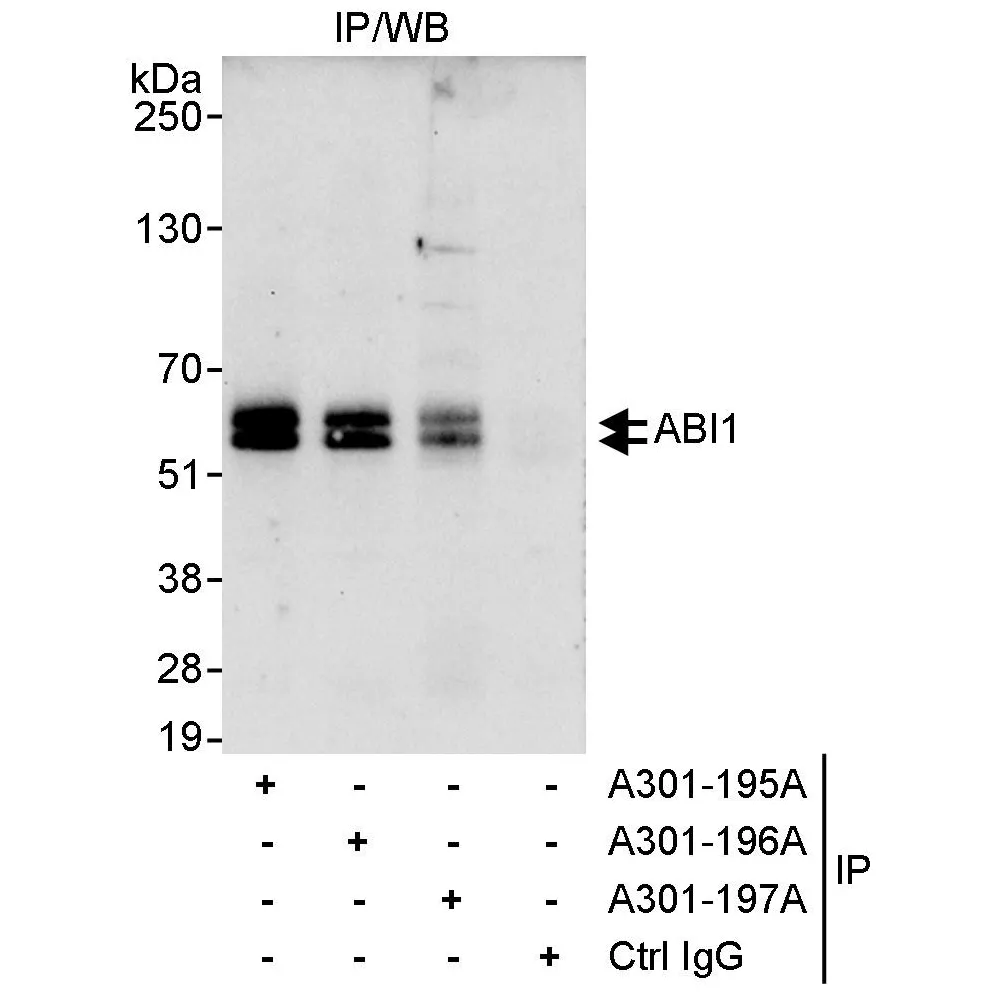 Rabbit anti-ABI1 Antibody, Affinity Purified