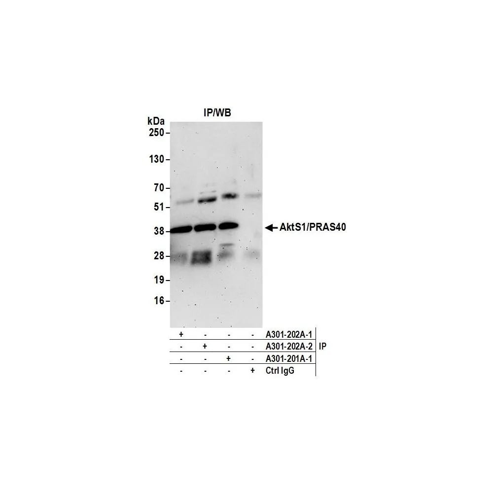 Rabbit anti-AktS1/PRAS40 Antibody, Affinity Purified
