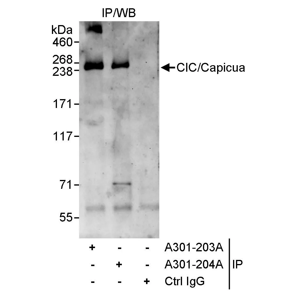 Rabbit anti-CIC/Capicua Antibody, Affinity Purified