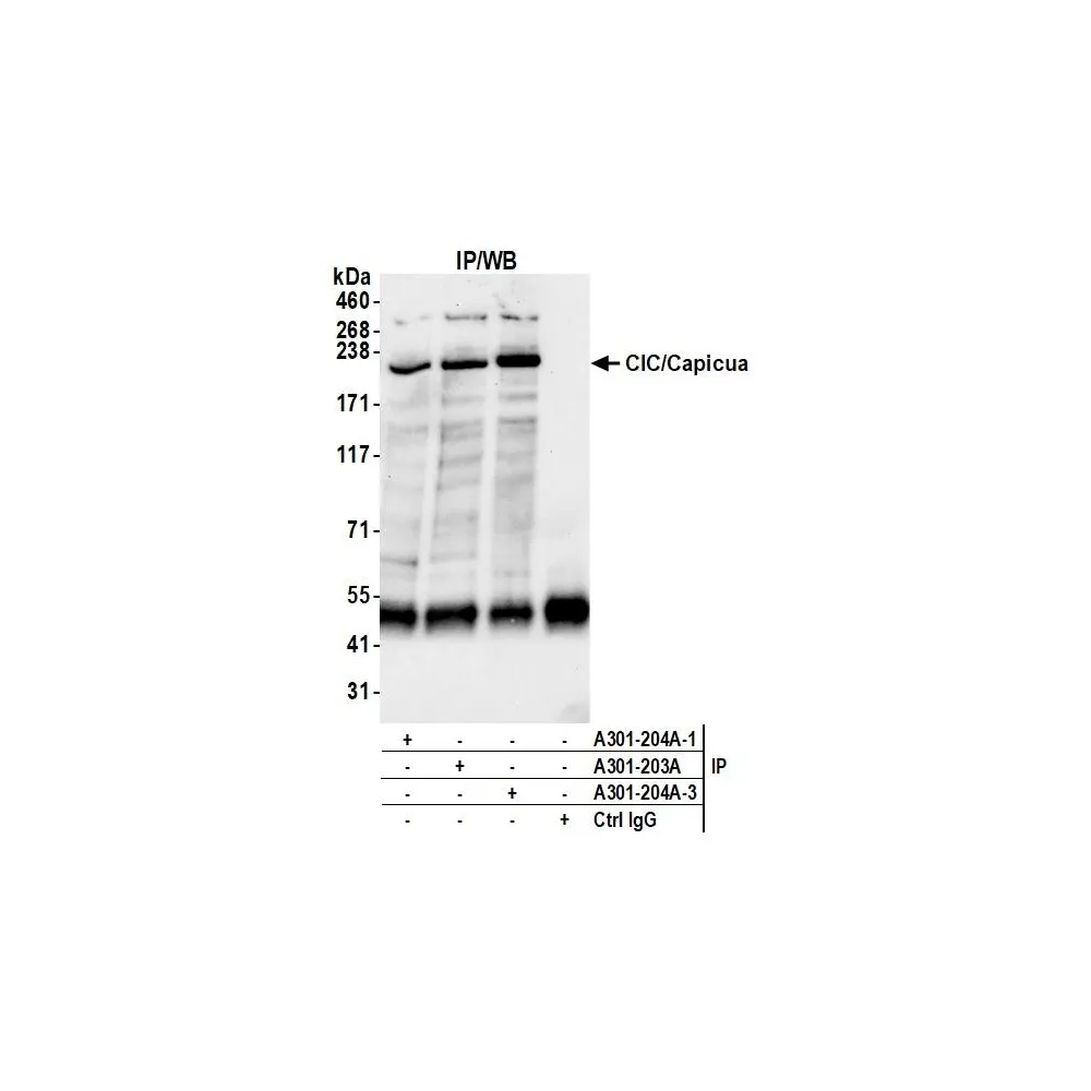 Rabbit anti-CIC/Capicua Antibody, Affinity Purified