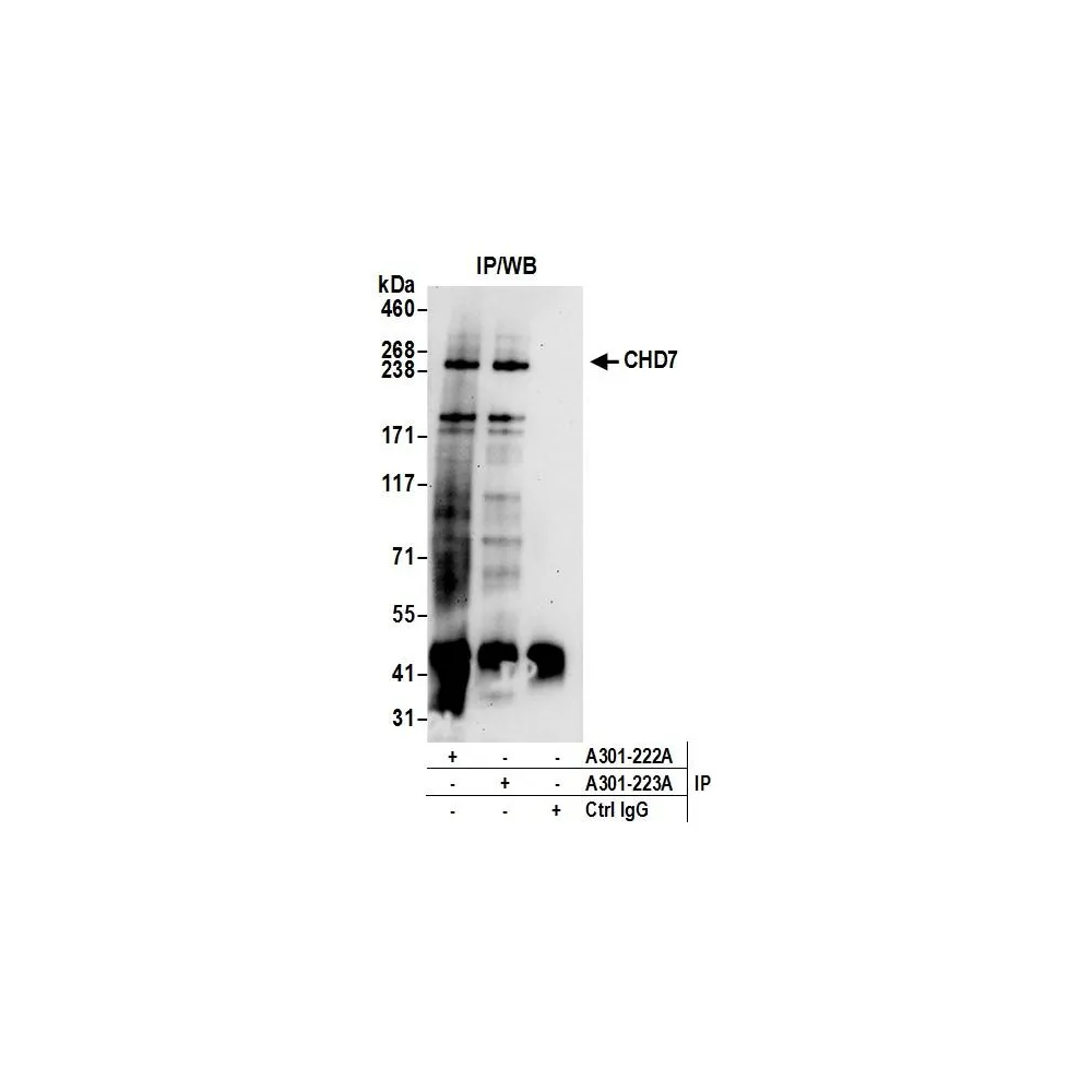 Rabbit anti-CHD7 Antibody, Affinity Purified