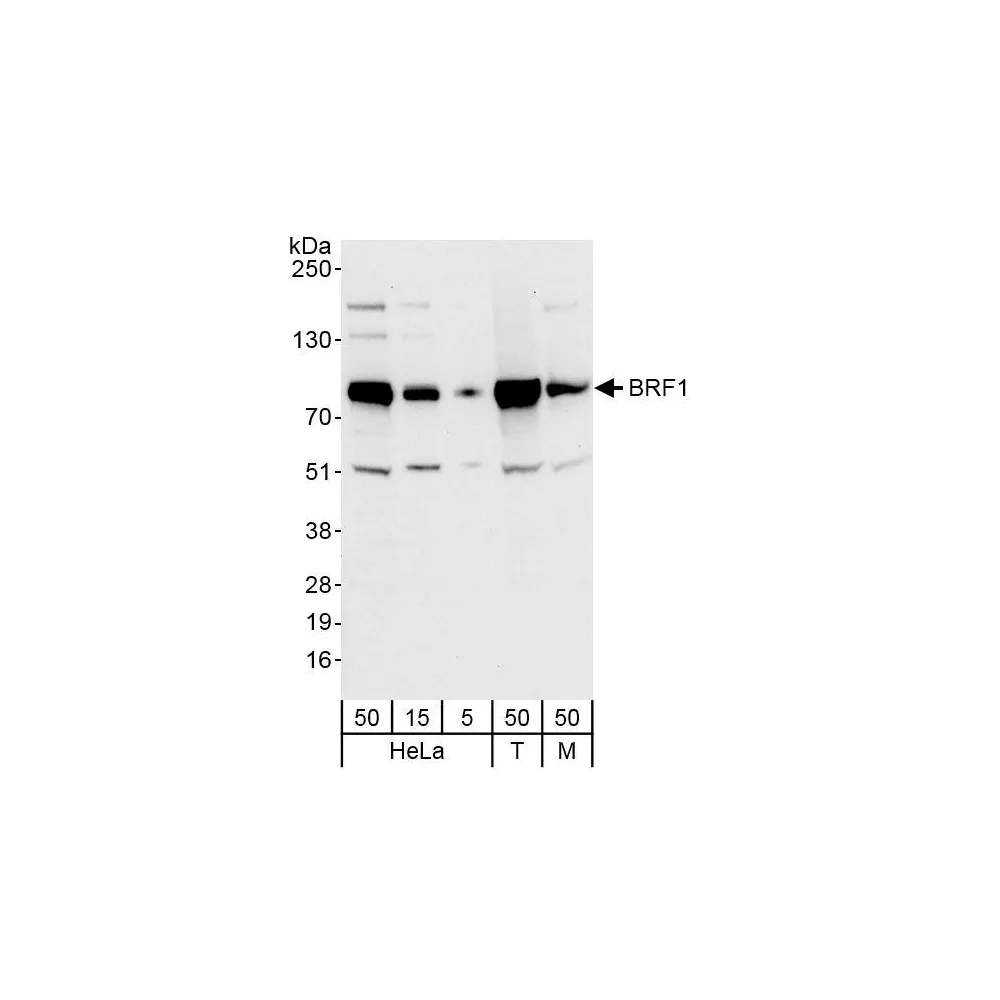 Rabbit anti-BRF1 Antibody, Affinity Purified