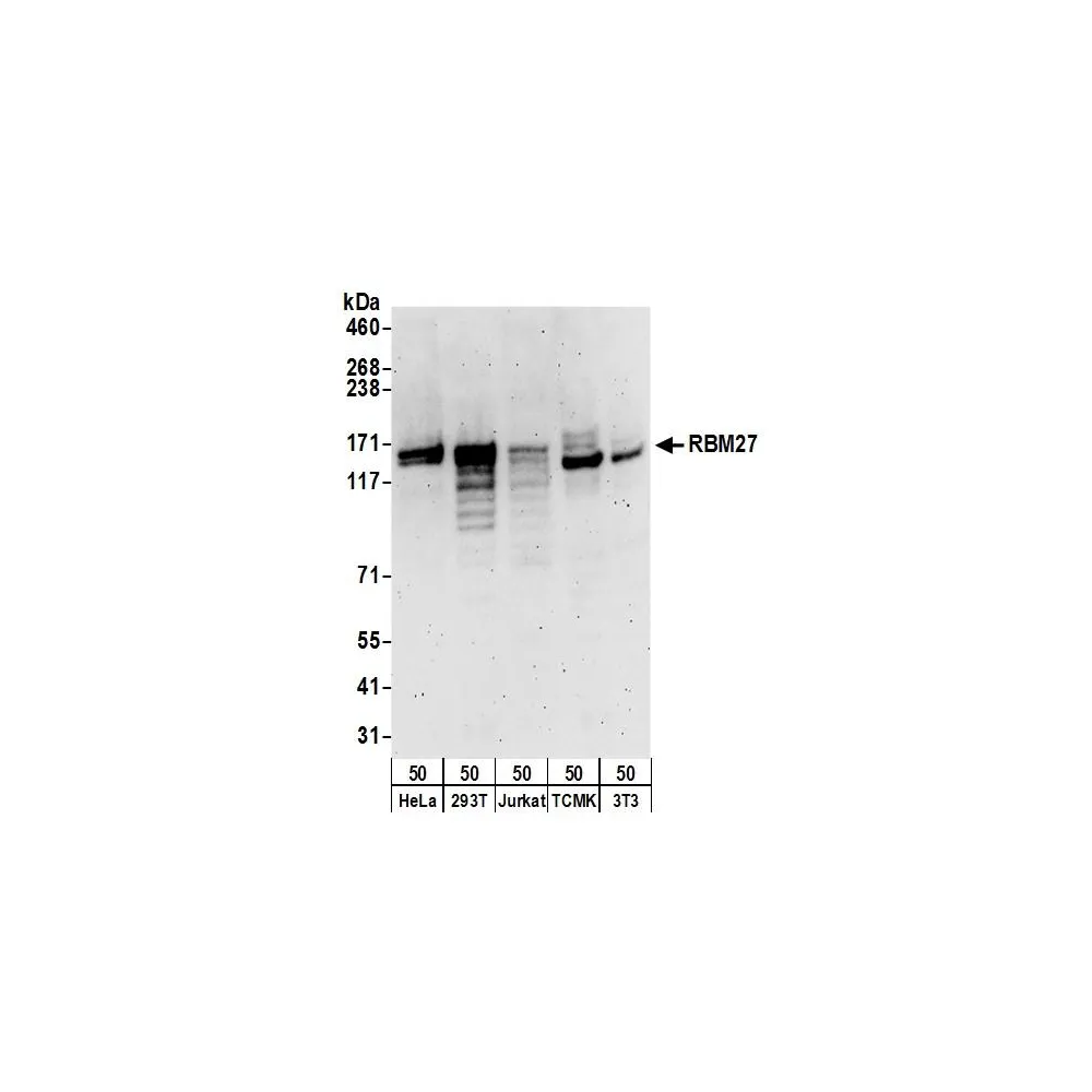 Rabbit anti-RBM27 Antibody, Affinity Purified