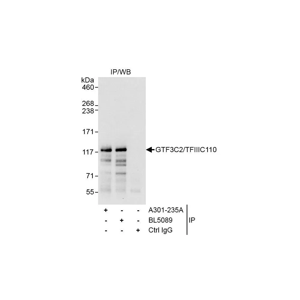 Rabbit anti-GTF3C2/TFIIIC110 Antibody, Affinity Purified