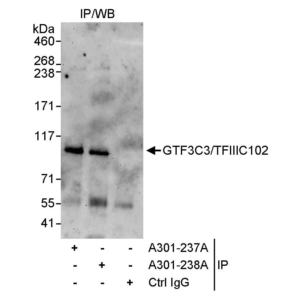 Rabbit anti-GTF3C3/TFIIIC102 Antibody, Affinity Purified