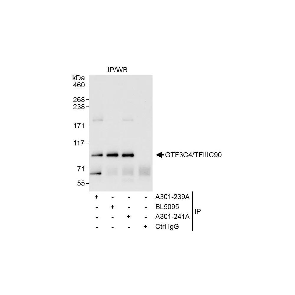 Rabbit anti-GTF3C4/TFIIIC90 Antibody, Affinity Purified