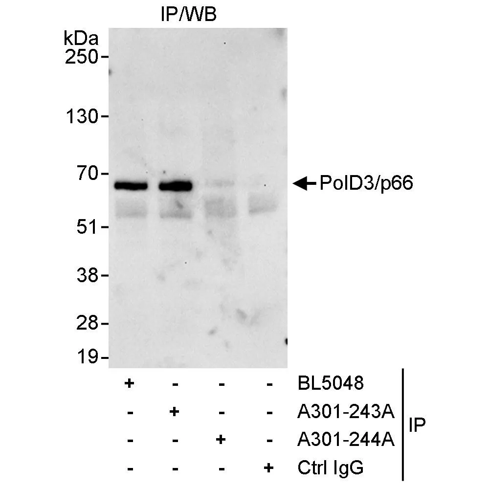 Rabbit anti-PolD3/p66 Antibody, Affinity Purified