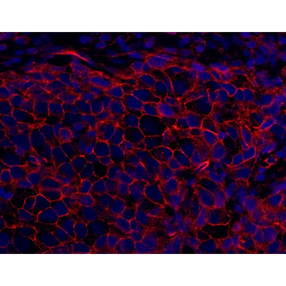 Rabbit anti-SPTAN1/Alpha II-spectrin Antibody, Affinity Purified