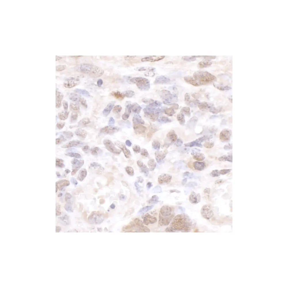 Rabbit anti-CSTF50 Antibody, Affinity Purified